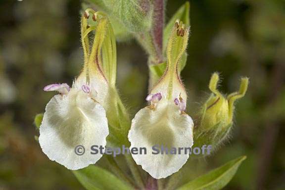 teucrium flavum graphic